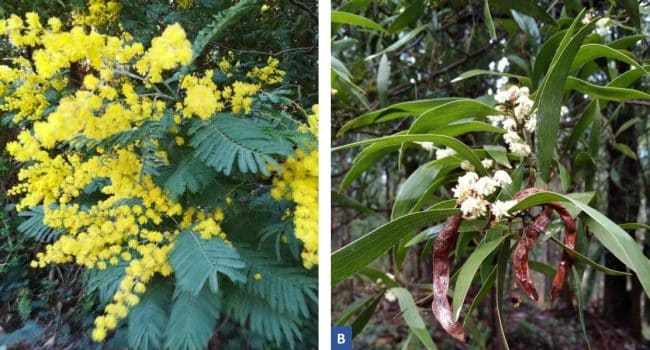 7 enredaderas invasoras que amenazan tu jardin