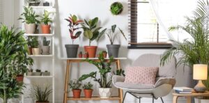 8 plantas de interior que viven decadas guia completa