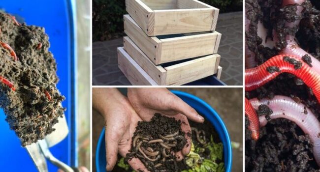 abono de lombriz como hacer compost de lombriz para tu jardin