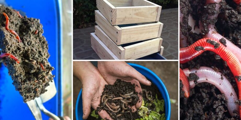 abono de lombriz como hacer compost de lombriz para tu jardin