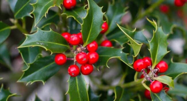 Acebo Americano: Guía Completa para Cultivar este Árbol de Hoja Perenne