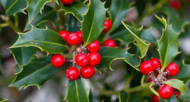 acebo descubre como identificar sus bayas rojas y su belleza a lo largo del ano