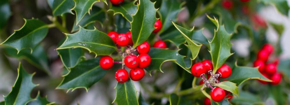 acebo descubre como identificar sus bayas rojas y su belleza a lo largo del ano