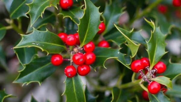 acebos tipos de arbustos y arboles para tu jardin