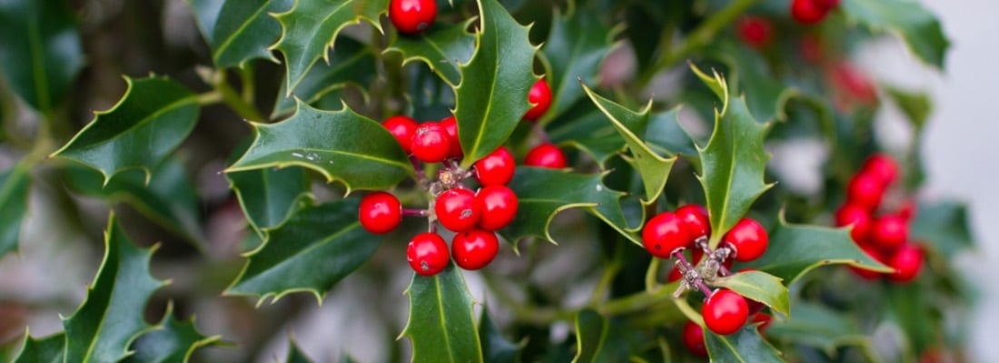acebos tipos de arbustos y arboles para tu jardin