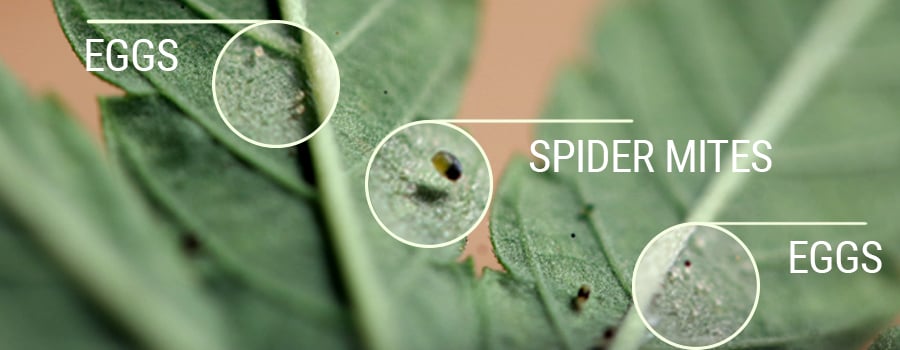 Aceite de Neem para Eliminar Minadores de Hojas: Guía Definitiva