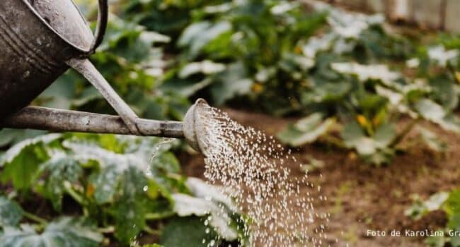 Aceite Dormido para Árboles Frutales: Guía Completa para un Control Natural de Plagas