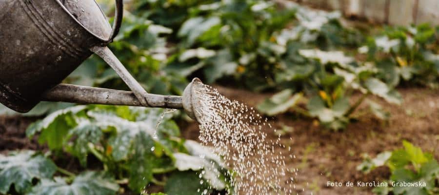 Aceite Dormido para Árboles Frutales: Guía Completa para un Control Natural de Plagas