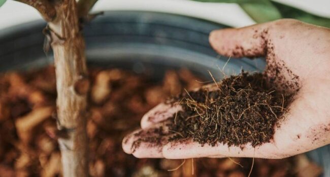 acidificar el suelo guia completa para jardineros