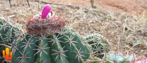 adaptaciones de las plantas del desierto supervivencia en un ambiente extremo