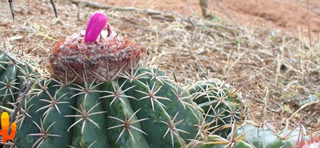 Adaptaciones de las Plantas del Desierto: Supervivencia en un Ambiente Extremo