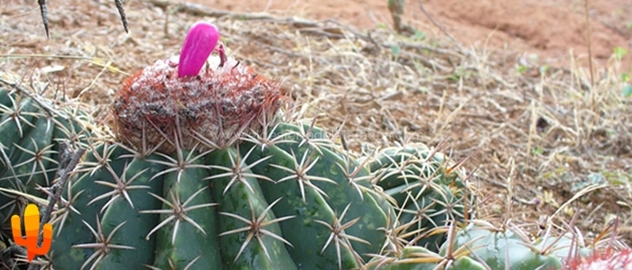 Adaptaciones de las Plantas del Desierto: Supervivencia en un Ambiente Extremo