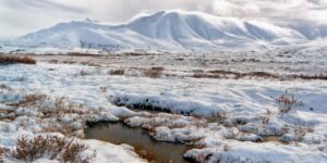 adaptaciones de las plantas en la tundra artica supervivencia en un ambiente extremo