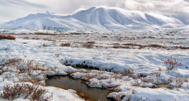 Adaptaciones de las Plantas en la Tundra Ártica: Supervivencia en un Ambiente Extremo