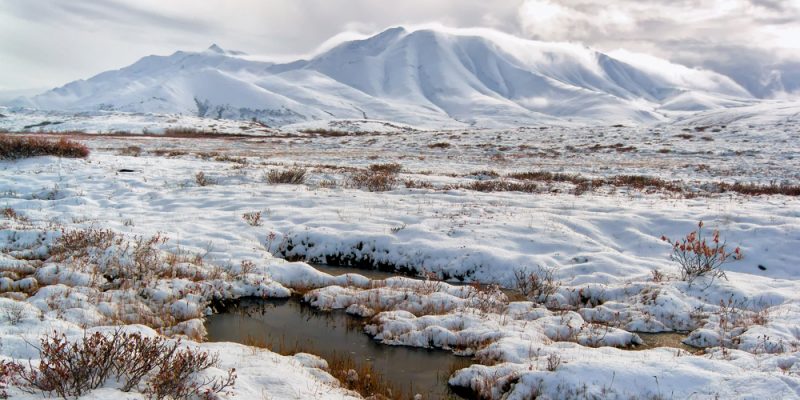 Adaptaciones de las Plantas en la Tundra Ártica: Supervivencia en un Ambiente Extremo