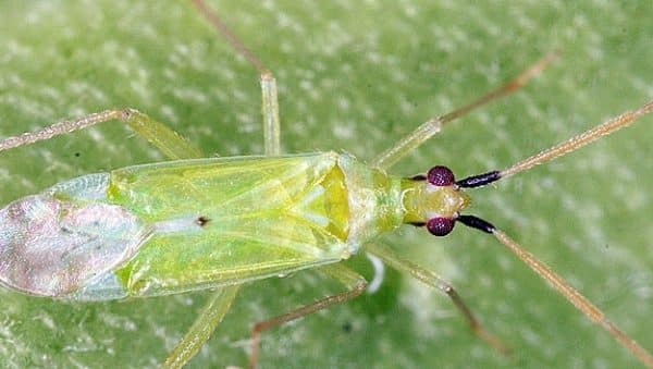 adios bichos blancos como eliminar plagas de la planta de calabacin