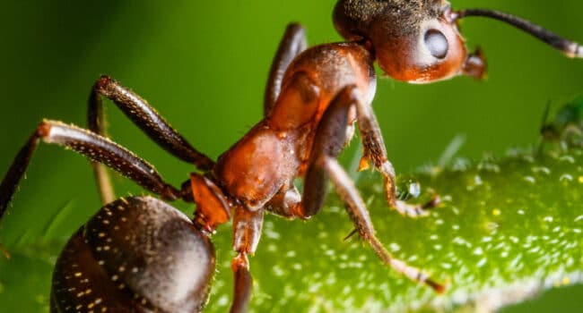 adios hormigas como eliminarlas de tu jardin de forma natural