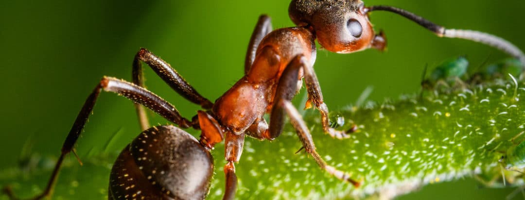 adios hormigas como eliminarlas de tu jardin de forma natural