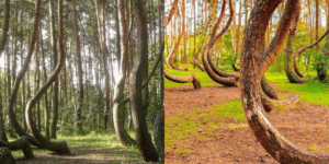 alamos temblones cuanto tiempo viven en los paisajes