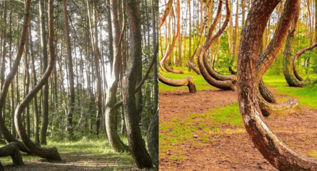 alamos temblones cuanto tiempo viven en los paisajes