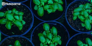 albahaca en flor cortar o dejar crecer