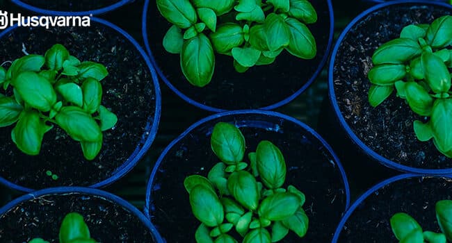 Albahaca en Flor: ¿Cortar o Dejar Crecer?