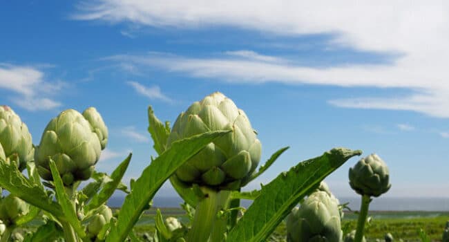 alcachofas guia completa de variedades y aspecto de la planta