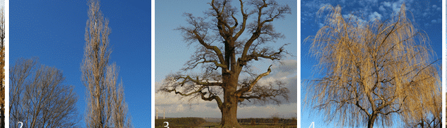 aliso guia completa para reconocer este arbol unico