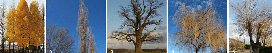 aliso guia completa para reconocer este arbol unico