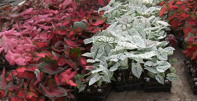 Almacenar Bulbos de Caladium: Guía Completa para el Invierno