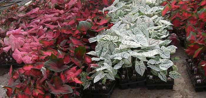 Almacenar Bulbos de Caladium: Guía Completa para el Invierno