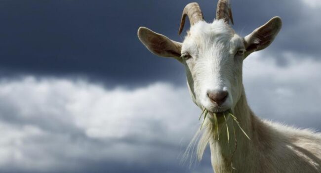 Alquilar cabras para limpiar terrenos: una solución ecológica