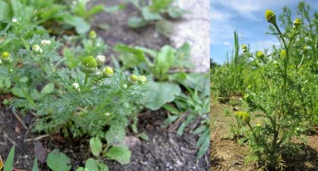 Altura de la Manzanilla: ¿Cuánto Crece Esta Planta?