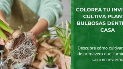 amaryllis al aire libre como plantar y cultivar en tu jardin