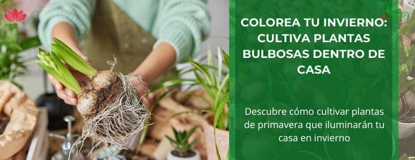 amaryllis al aire libre como plantar y cultivar en tu jardin