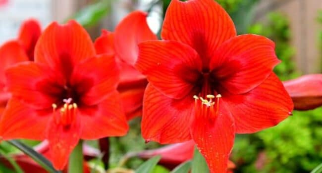 amaryllis como regar para una floracion anual espectacular