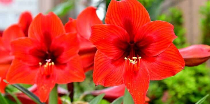 amaryllis como regar para una floracion anual espectacular