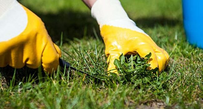 aplicar cal al cesped guia completa para un jardin sano