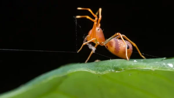 aranas rojas en plantas como combatirlas y proteger tus cultivos