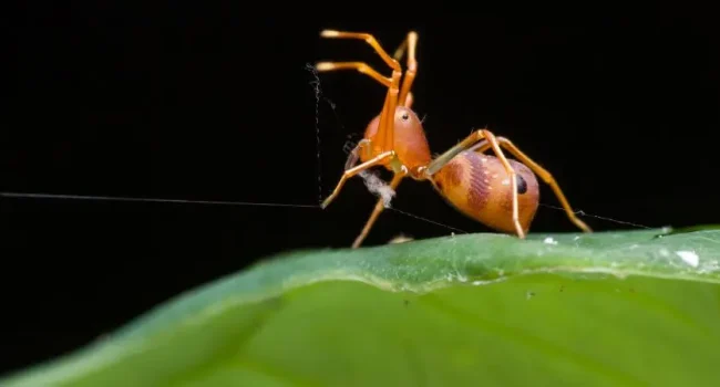aranas rojas en plantas como combatirlas y proteger tus cultivos