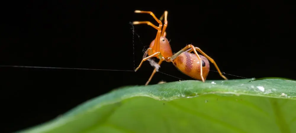 aranas rojas en plantas como combatirlas y proteger tus cultivos