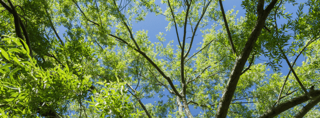 Árbol Imperial: Crecimiento Rápido, Beneficios Incomparables