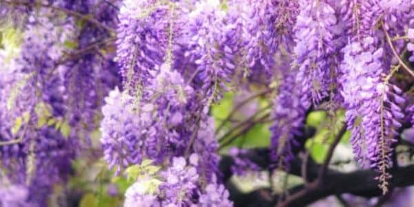 arbol redbud lloron con toque de lavanda belleza y elegancia en tu jardin
