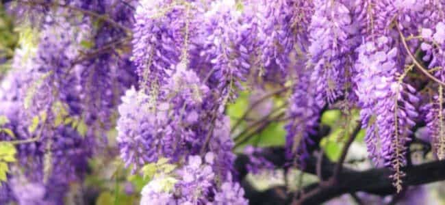 arbol redbud lloron con toque de lavanda belleza y elegancia en tu jardin