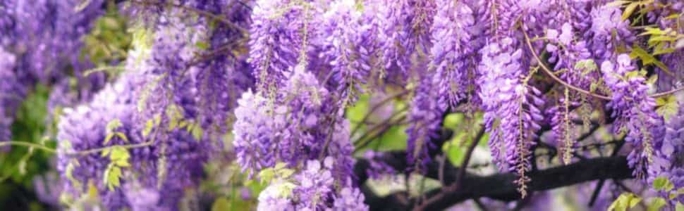 arbol redbud lloron con toque de lavanda belleza y elegancia en tu jardin