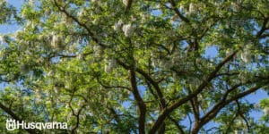 arboles con corteza blanca guia completa para tu jardin