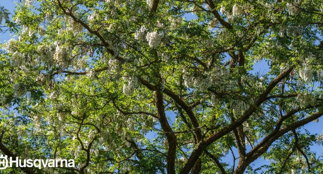 Árboles con Corteza Blanca: Guía Completa para tu Jardín