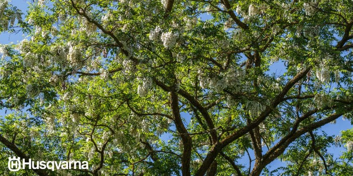 Árboles con Corteza Blanca: Guía Completa para tu Jardín