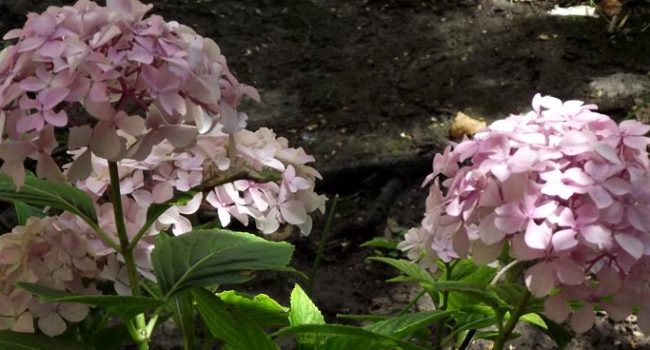 arboles con flores blancas 10 opciones para tu jardin