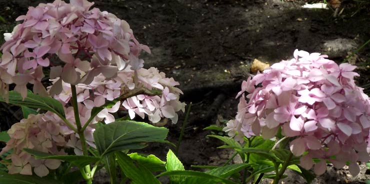 arboles con flores blancas 10 opciones para tu jardin